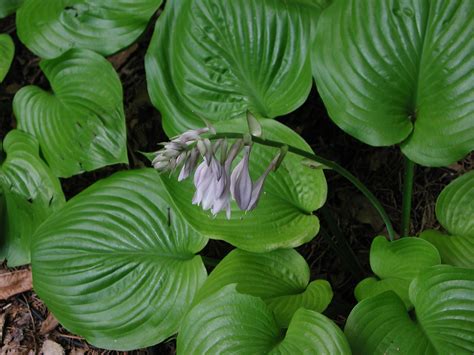 Hosta Flowers and Leaves | Nature Photo Gallery
