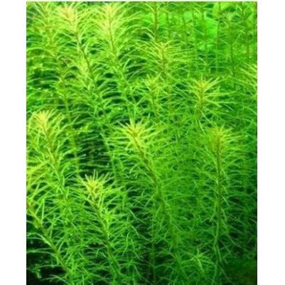 Rotala willichi Green – Fishykart.in