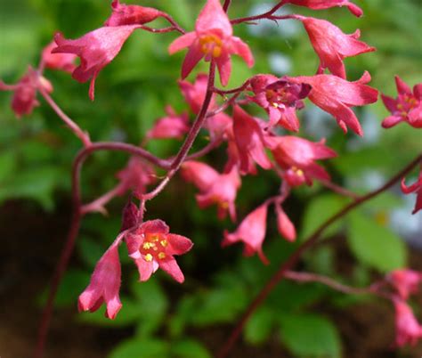 Heuchera Coral Bells Bressingham Hybrids Seeds - Heuchera Sanguinea