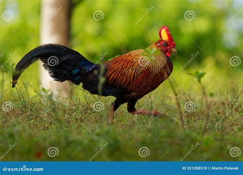 Sri Lanka Junglefowl Gallus Lafayettii, Vibrant Endemic Bird in Forests, Scrublands Striking Red ...