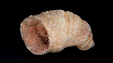 Rugose Coral - Horn Coral Fossil for Sale from Morocco