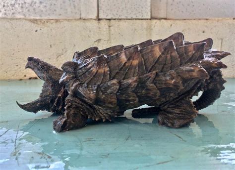 Snapping Turtle Bite 的图像结果