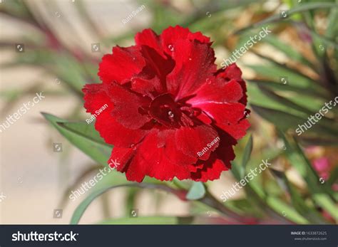 State Of Ohio Flower