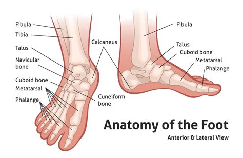 Anatomie van de voet: alle botten, spieren, pezen en gewrichten uitgelegd%