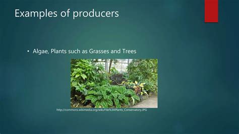 Producers Consumers and Decomposers | PPTX