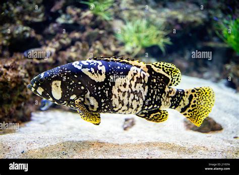 Color Fish 的图像结果