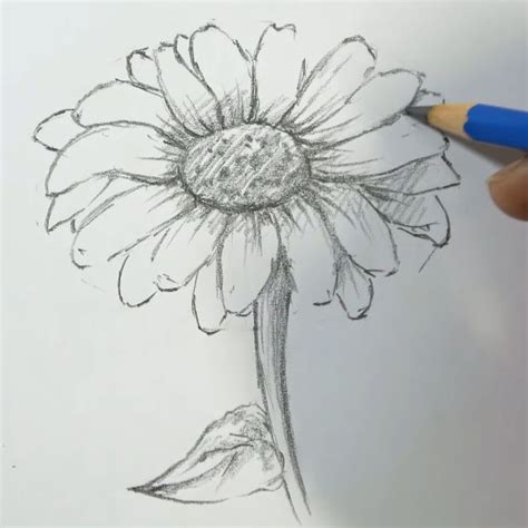 How To Draw a Sunflower: 10 EASY Drawing Projects