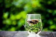 Image result for Tea Cup Photography