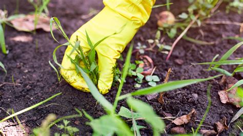 Killing grass in flower beds: 5 methods for success | Gardeningetc