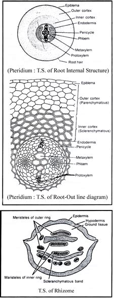 Doc Pteridium - Class 11 PDF Download