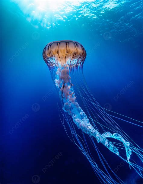 A Giant Jellyfish Floats In The Deep Blue Ocean Photo And Picture For ...