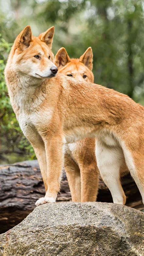 Dingo Wallpapers & Pics | Fun Animals Wiki, Videos, Pictures, Stories