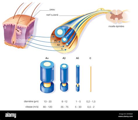 Motor Nerve Fibers