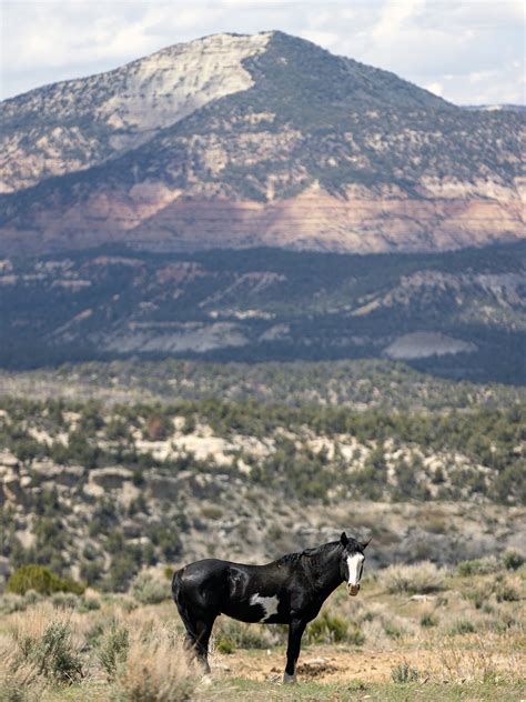 Camp with Wild Horses In the Little Book Cliffs - 5280