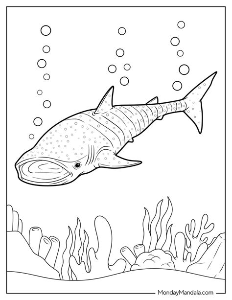 34 Shark Coloring Pages (Free PDF Printables)