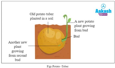 Vegetative Propagation: Definition, Advantages & Examples | AESL