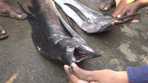 Kommu Konam Fish: అమ్మో.. కొమ్ముకోనాం – తేడా వస్తే తీస్తుంది ప్రాణం..