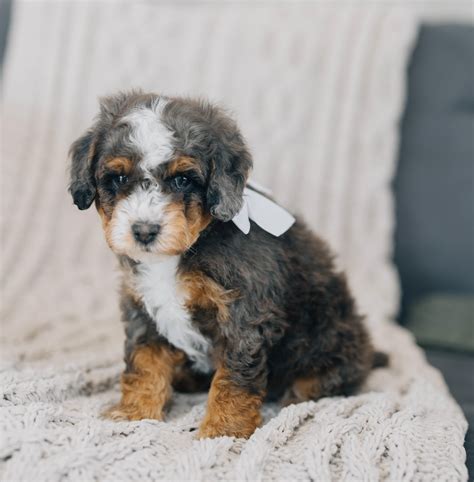 Current Bernedoodle Puppy Litters — Rocky Road Doodles