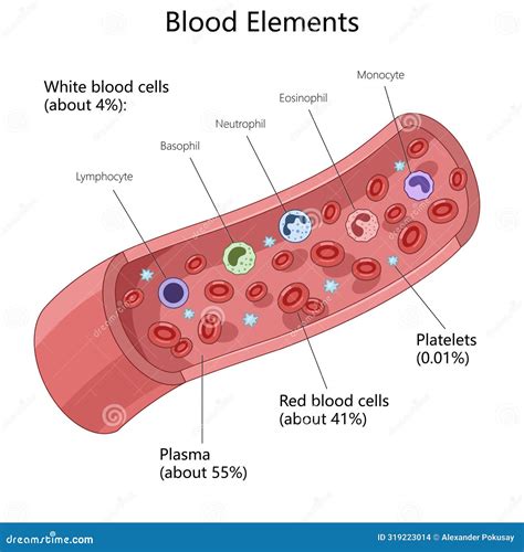 White Blood Cell Diagram Labeled For Kids 2,923 White Blood Cell