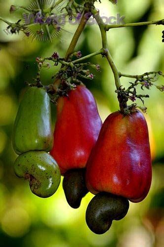Creative Farmer Live Plant Cashew Nut Kidney Shaped Shell Garden Plant ...