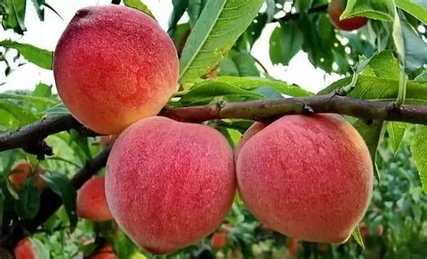 哪种桃子最好吃？全国好吃的桃子品种介绍 - 知乎