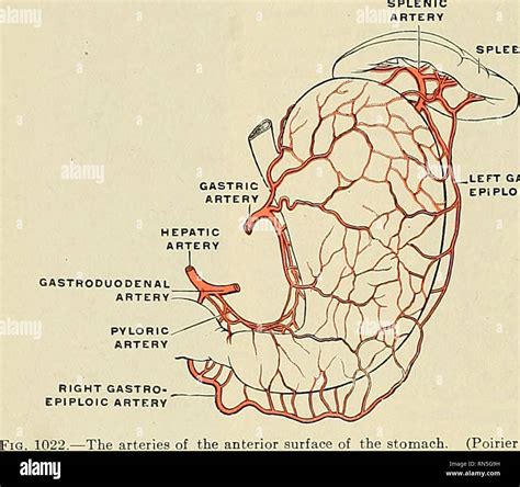 Gastric Vascular Anatomy Short Gastric Arteries E Anatomy IMAIOS