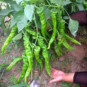 KNESSiN Green Chilli Pepper" Arka Khyati" High Yield Disease Resistant ...