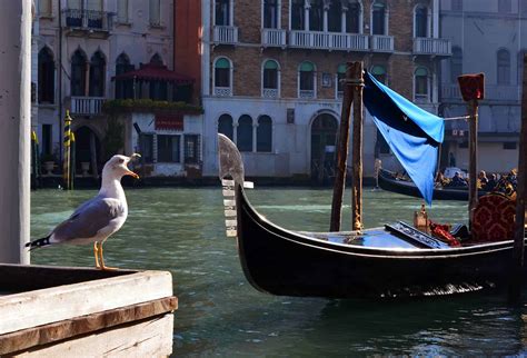 Wildlife In Venice