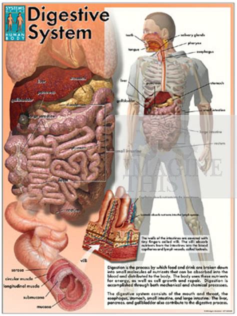 Image result for Digestive System Cells