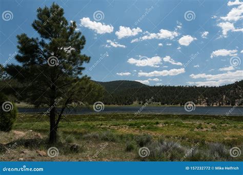 Pine Tree at Quemado Lake, New Mexico Stock Photo - Image of rural ...