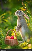 Image result for Easter Bunny with Egg Basket