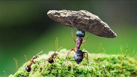 黑蚂蚁的副作用及怎么吃效果好_信誉藏药网