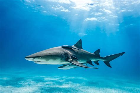 Are Lemon Sharks Dangerous Or Aggressive? - A-Z Animals