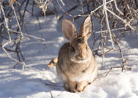 5 Winter Rabbit Hunting Tips | HuntWise