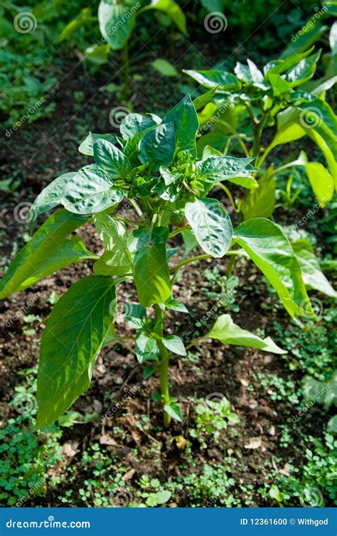 Sweet pepper plant stock photo. Image of ground, sunny - 12361600