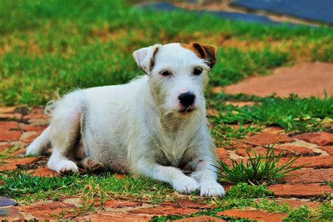 Dog,white,parson's jack russell,lying down,jack russell dog on paving ...