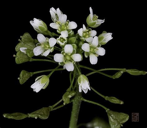 Capsella bursa-pastoris – 19th December 2022- Shepherd’s Purse – The Botanical Society of Scotland
