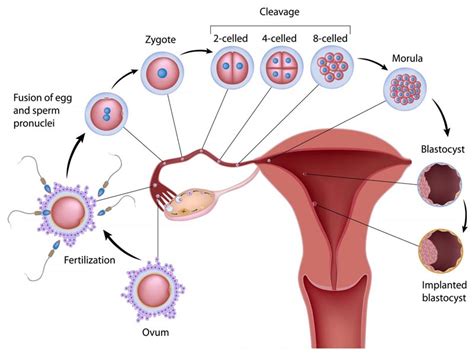 Image result for Ovulation and Fertilization Process