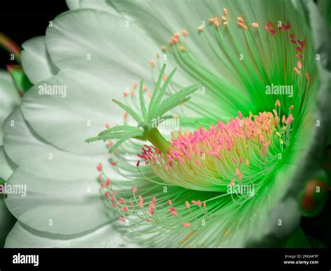 Blooming Cereus Cactus Flower at Night Stock Photo - Alamy