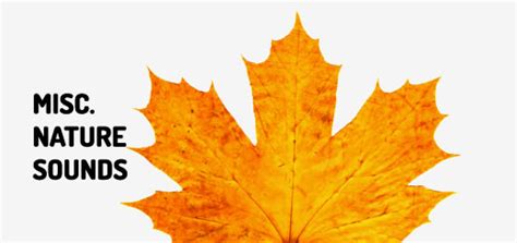 Rustling through Boxes Sound Effect 的图像结果