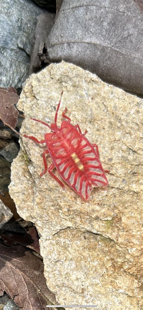 Found outside Pokhara, Nepal, about an inch in length : r/whatsthisbug