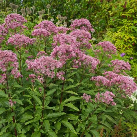 Joe Pye Weed Little Joe | Plant by Number