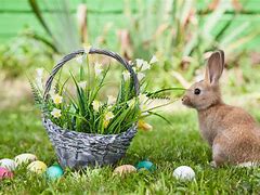 Image result for Baby Bunny in Grass