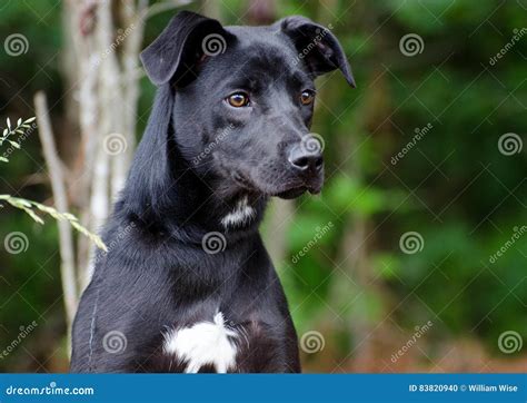 Terrier Black Lab Mix Puppies