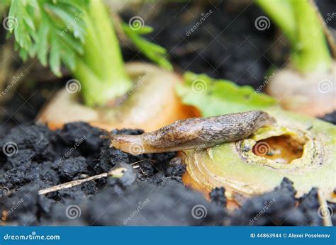 Slug Eats Carrots in Garden Stock Photo - Image of carrot, pest: 44863944
