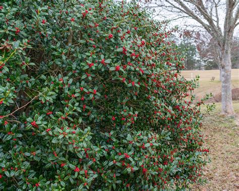 How and when to prune holly bushes for the best results | Gardeningetc