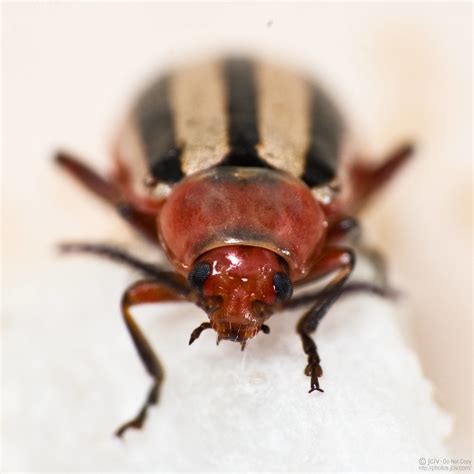 Small Red Striped Beetle | jciv | Flickr