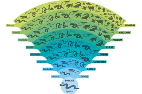 Why Is Classification of Animals Needed 的图像结果