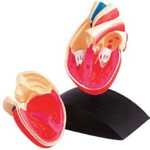 Human Brain Arteries Model Exporter, Supplier from Bangalore