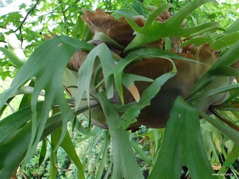 Staghorn Fern Plant Plant For Sale In India | Online plant nursery